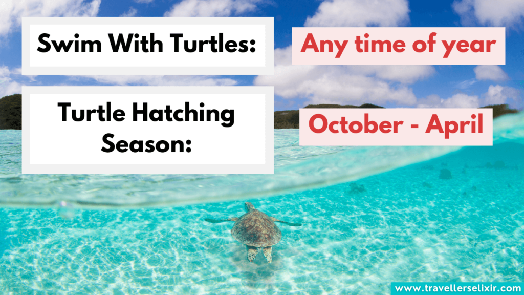 Turtle season in Fiji