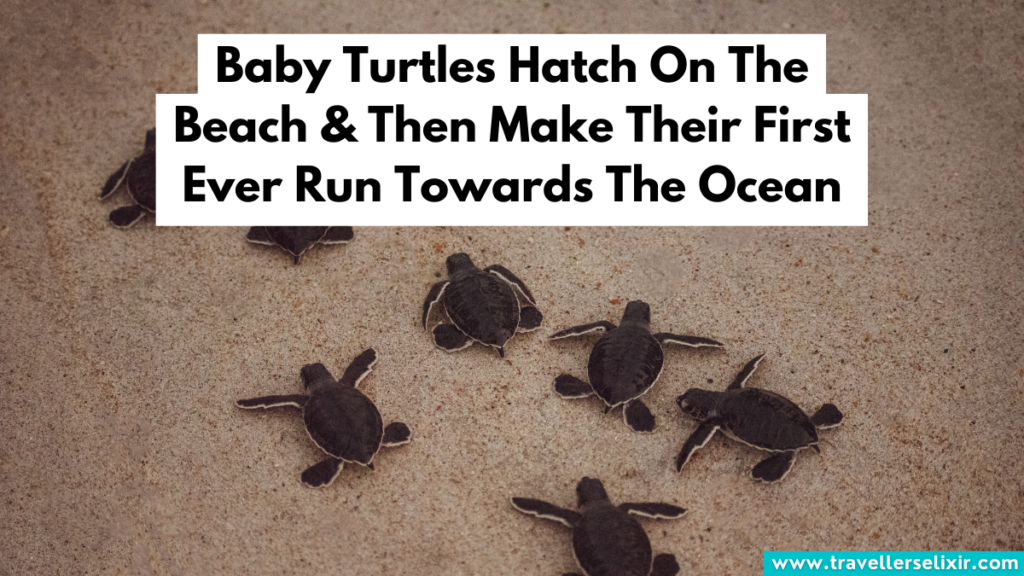 Baby turtles hatching on the sand.