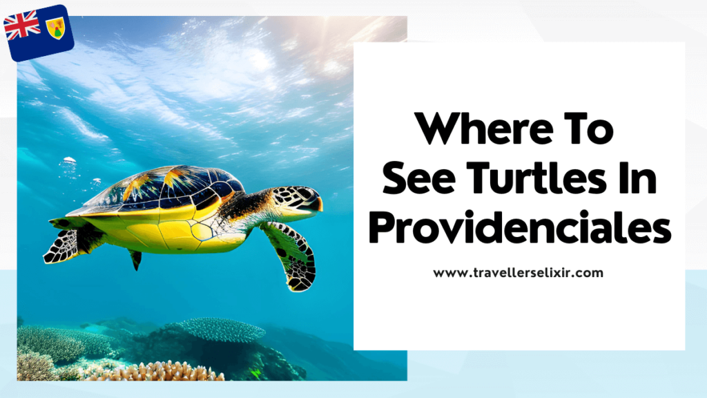 where to see turtles in Providenciales, Turks and Caicos - featured image