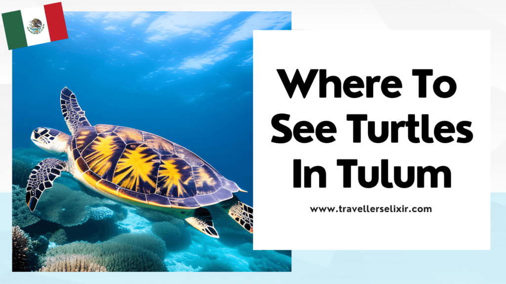 Where to see turtles in Tulum - featured image