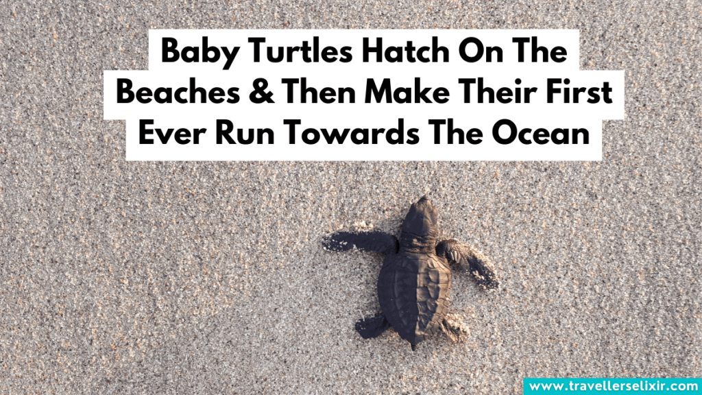 Baby turtle hatching on the beach