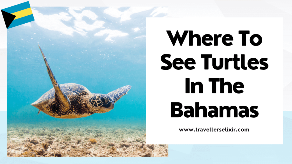 Where to see sea turtles in the Bahamas - featured image