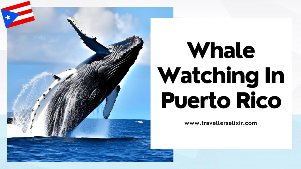 Whale watching in Puerto Rico - featured image