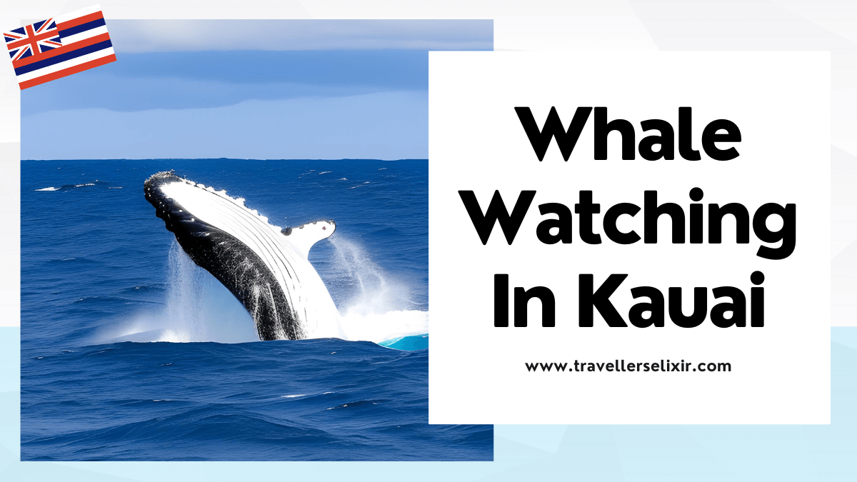 Whale watching in Kauai - featured image