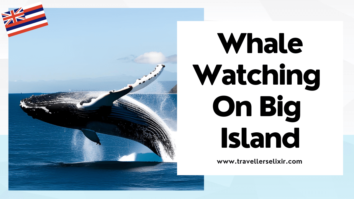 Where to go whale watching on Big Island - featured image
