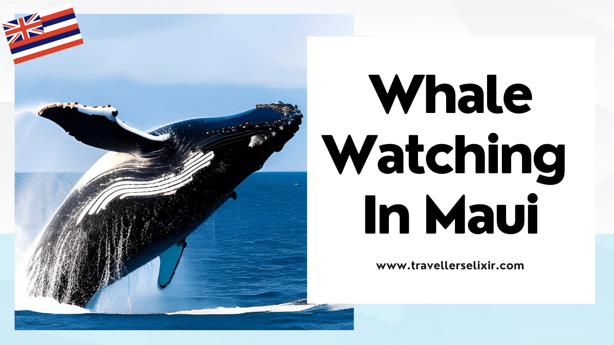 Whale watching in Maui - featured image