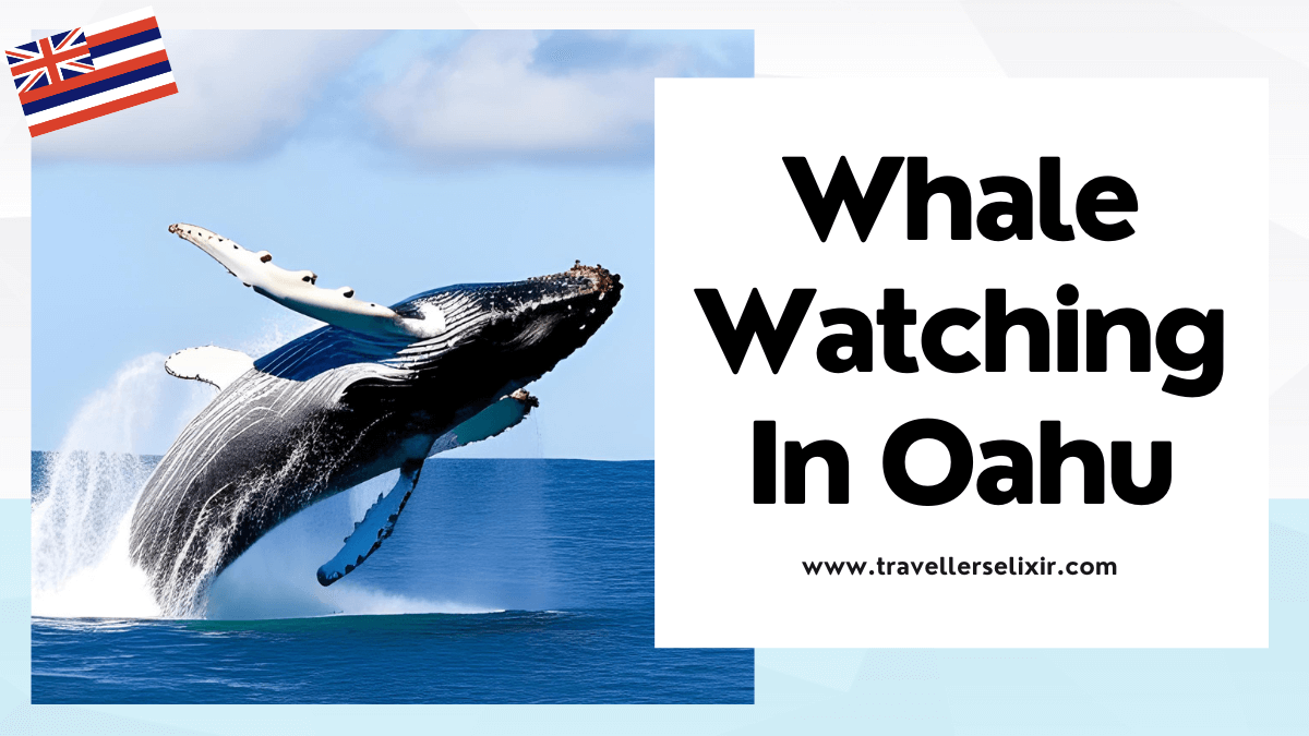 where to go whale watching in Oahu featured image