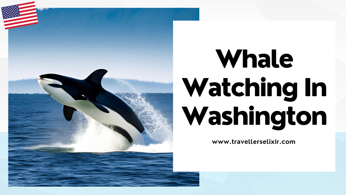 Where to see whales in Washington - featured image