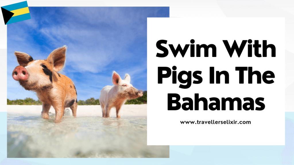 Cheapest way to swim with pigs in the Bahamas - featured image