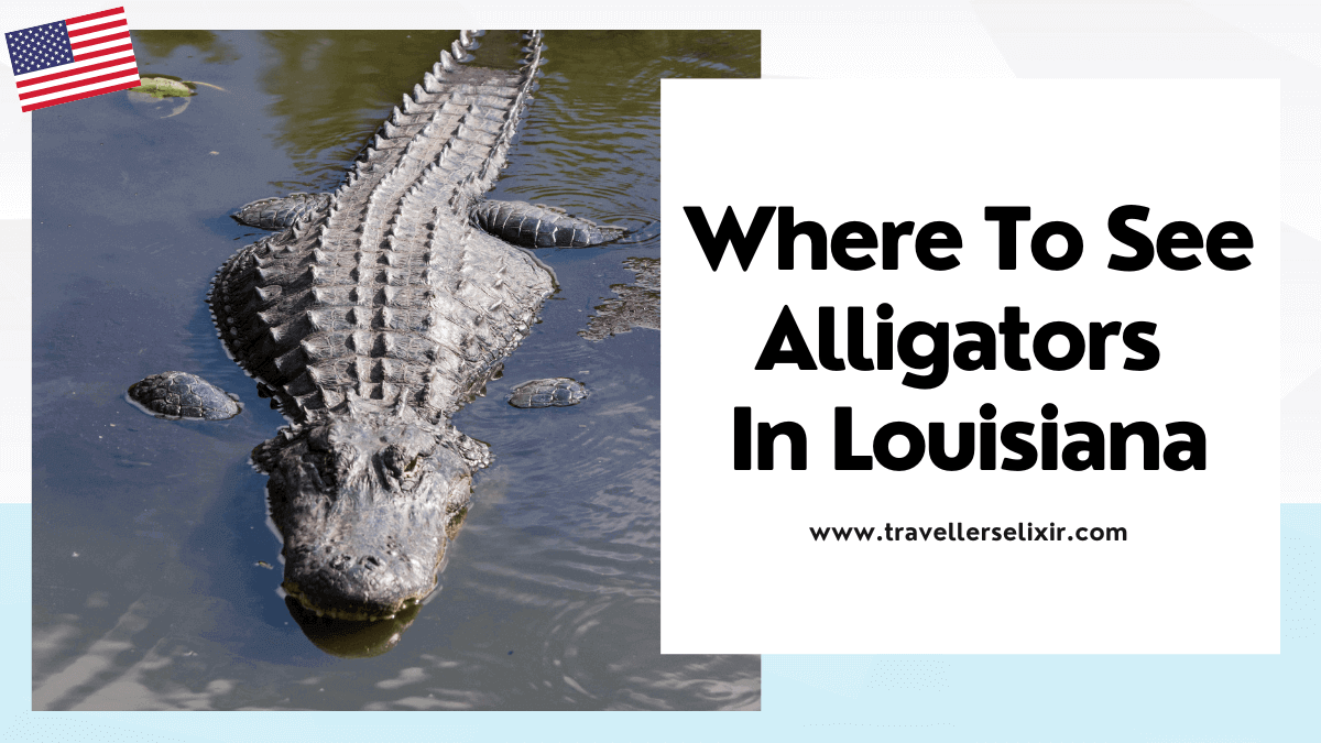 where to see alligators in Louisiana - featured image