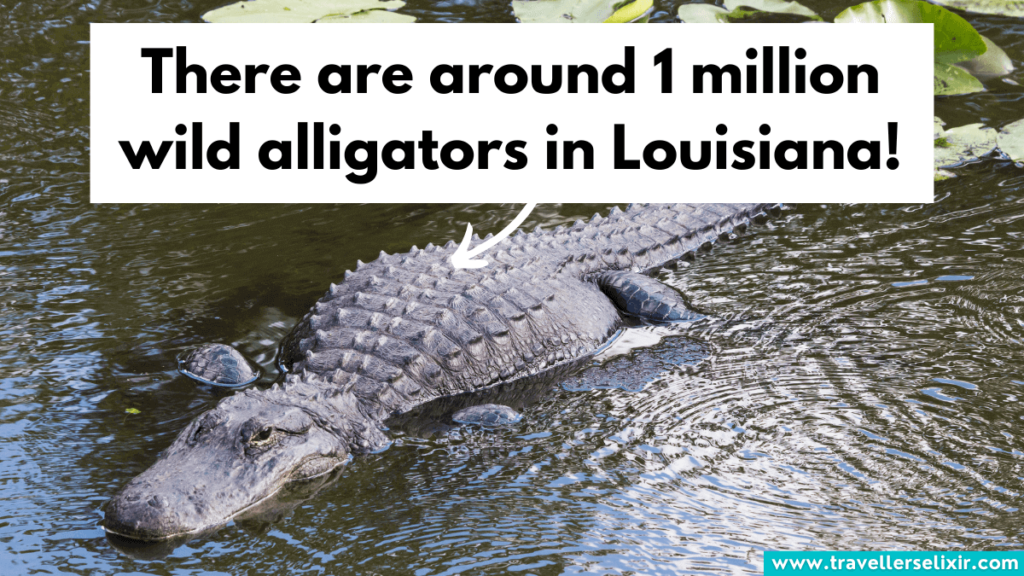 Alligator in Louisiana.