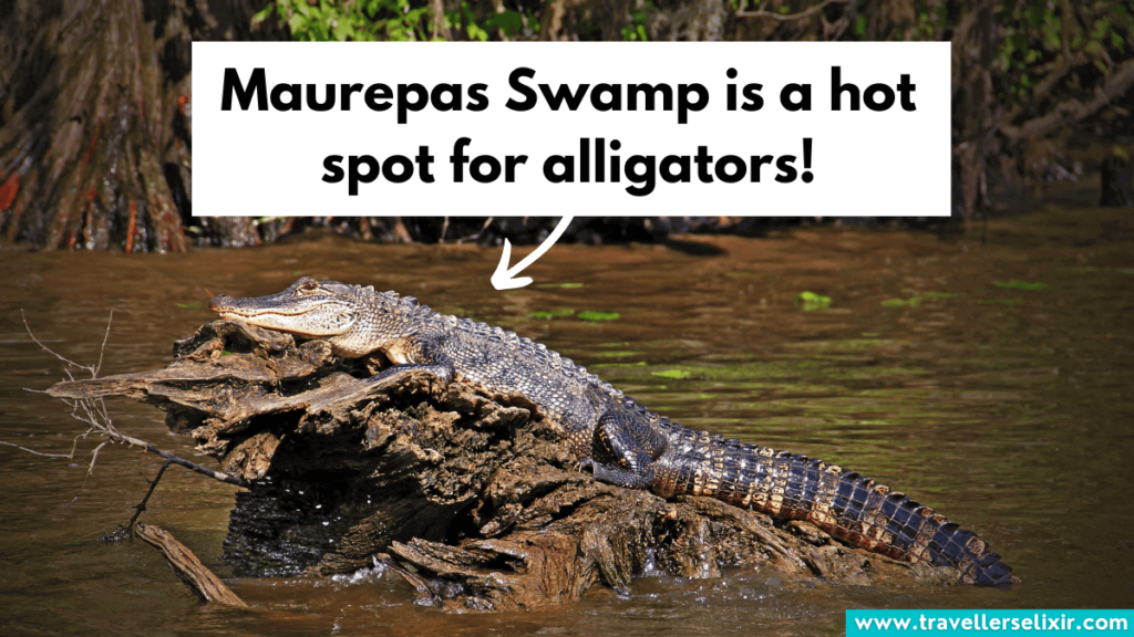 Alligator at Maurepas Swamp.