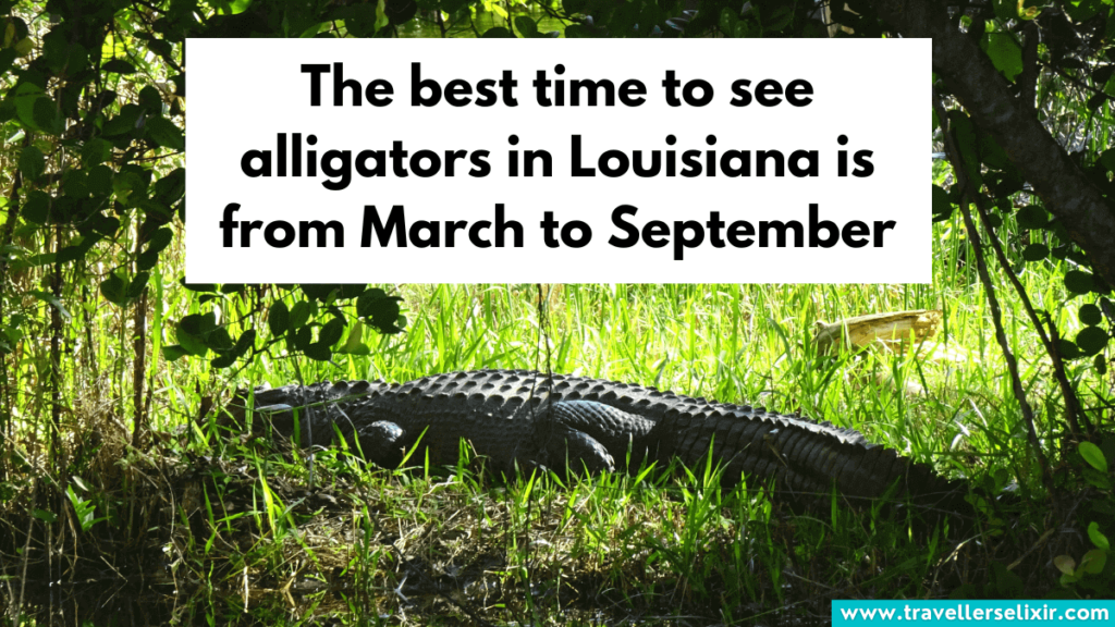 alligator in Louisiana.