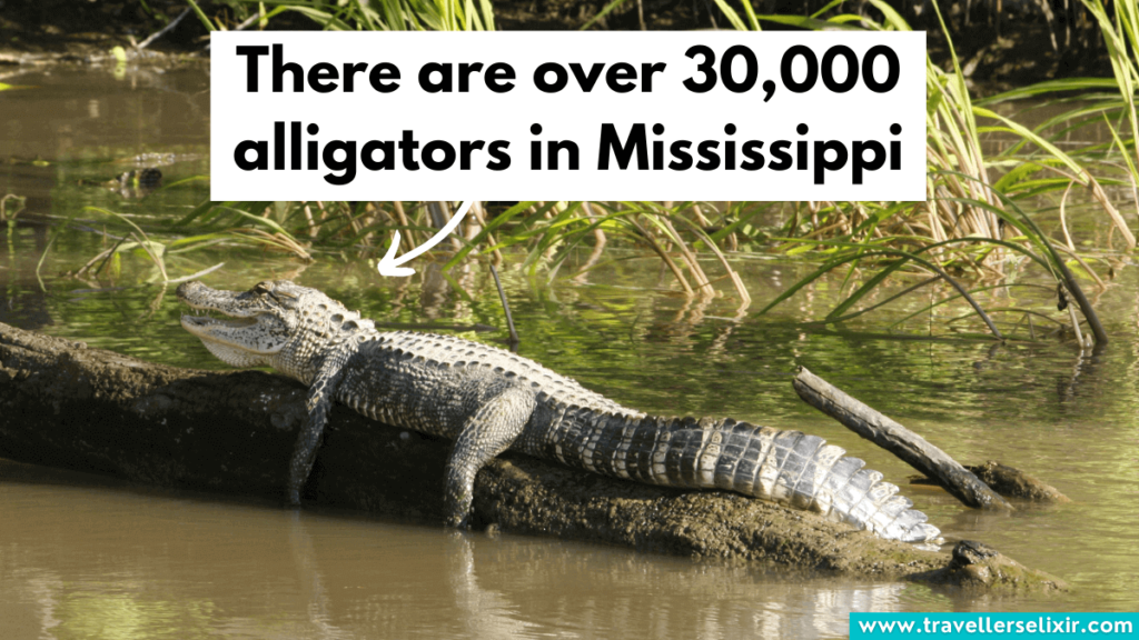 Alligator in Mississippi