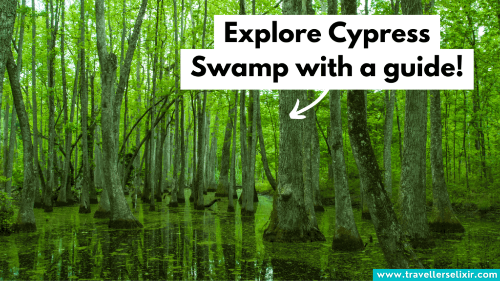 Cypress Swamp in Mississippi.