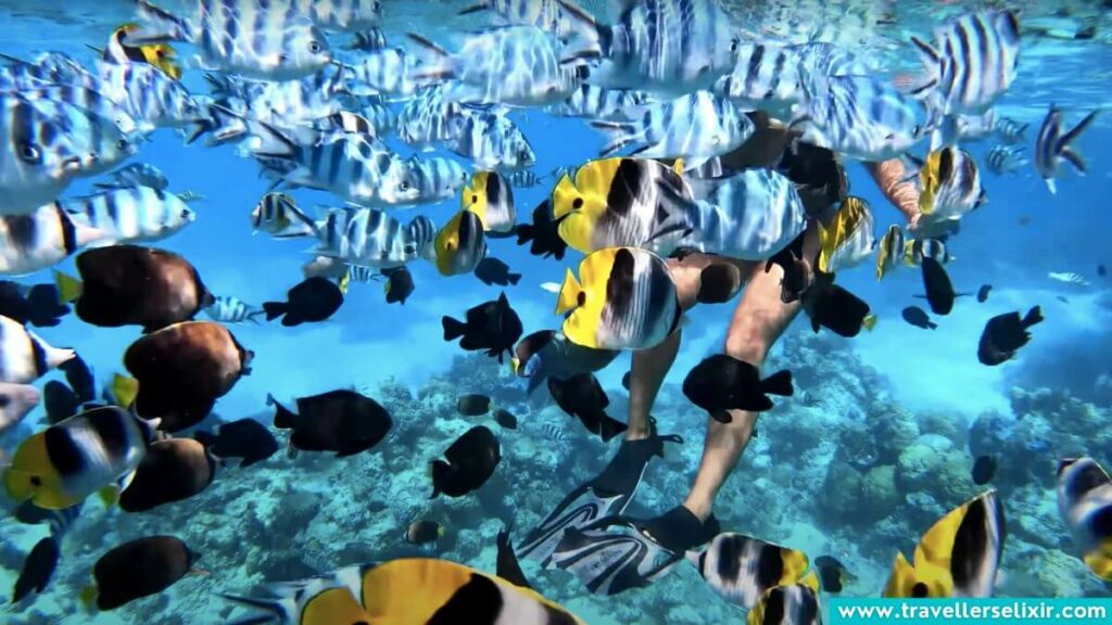 Snorkeling in Bora Bora.