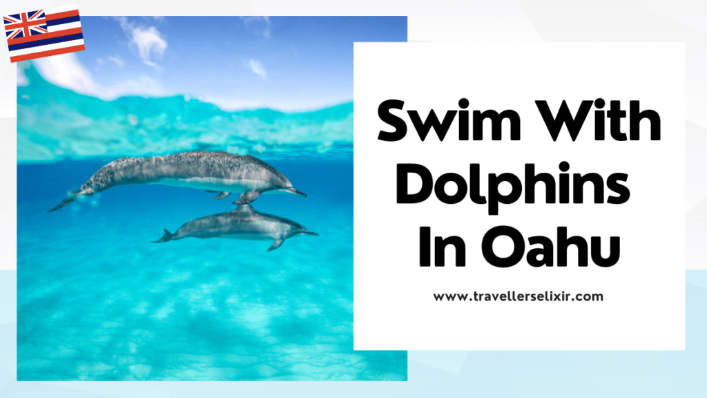 where to see dolphins in Oahu - featured image