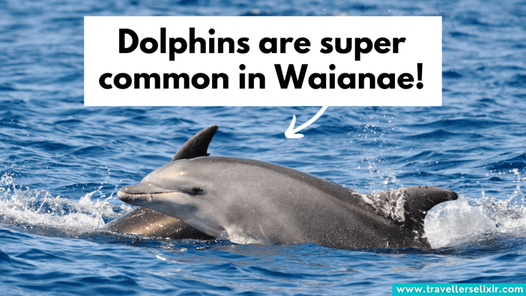 Dolphins in Waianae.