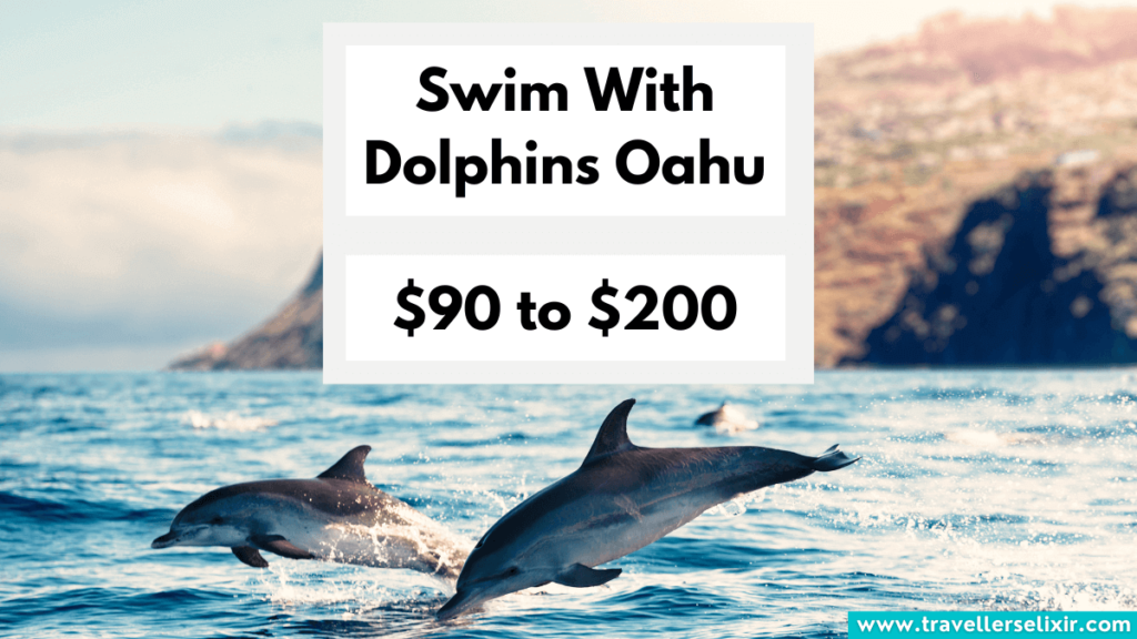 Dolphins in Oahu