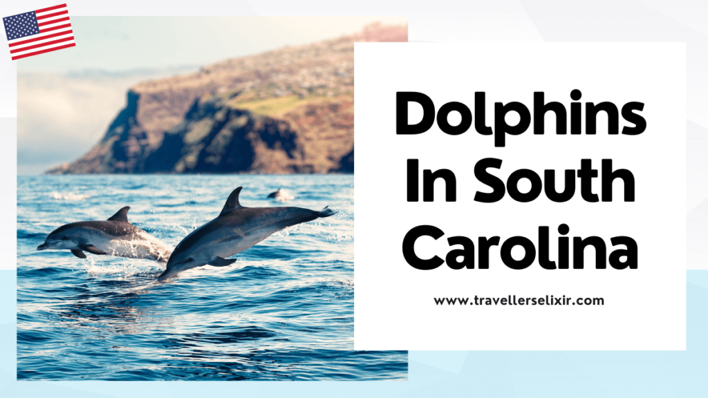 where to see dolphins in South Carolina - featured image
