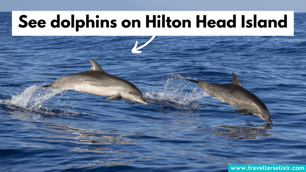 Dolphins on Hilton Head Island.