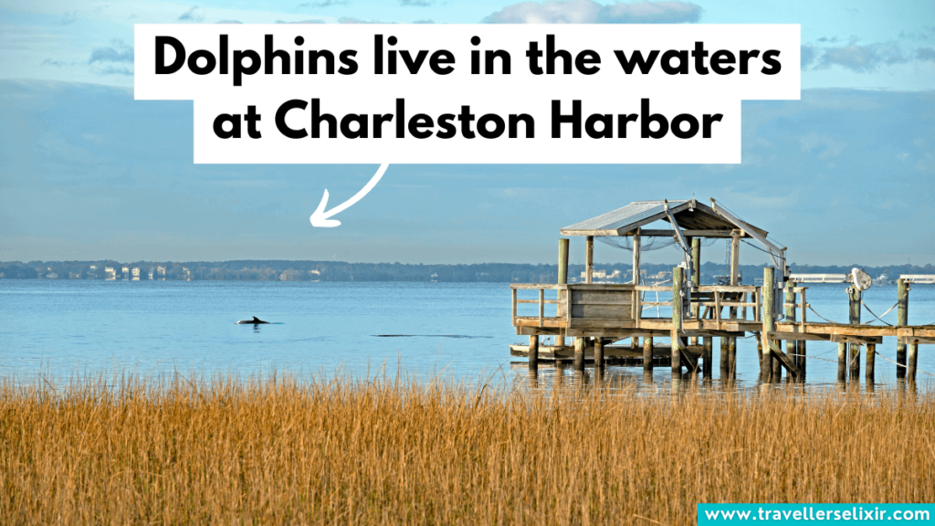 Dolphin at Charleston Harbor.