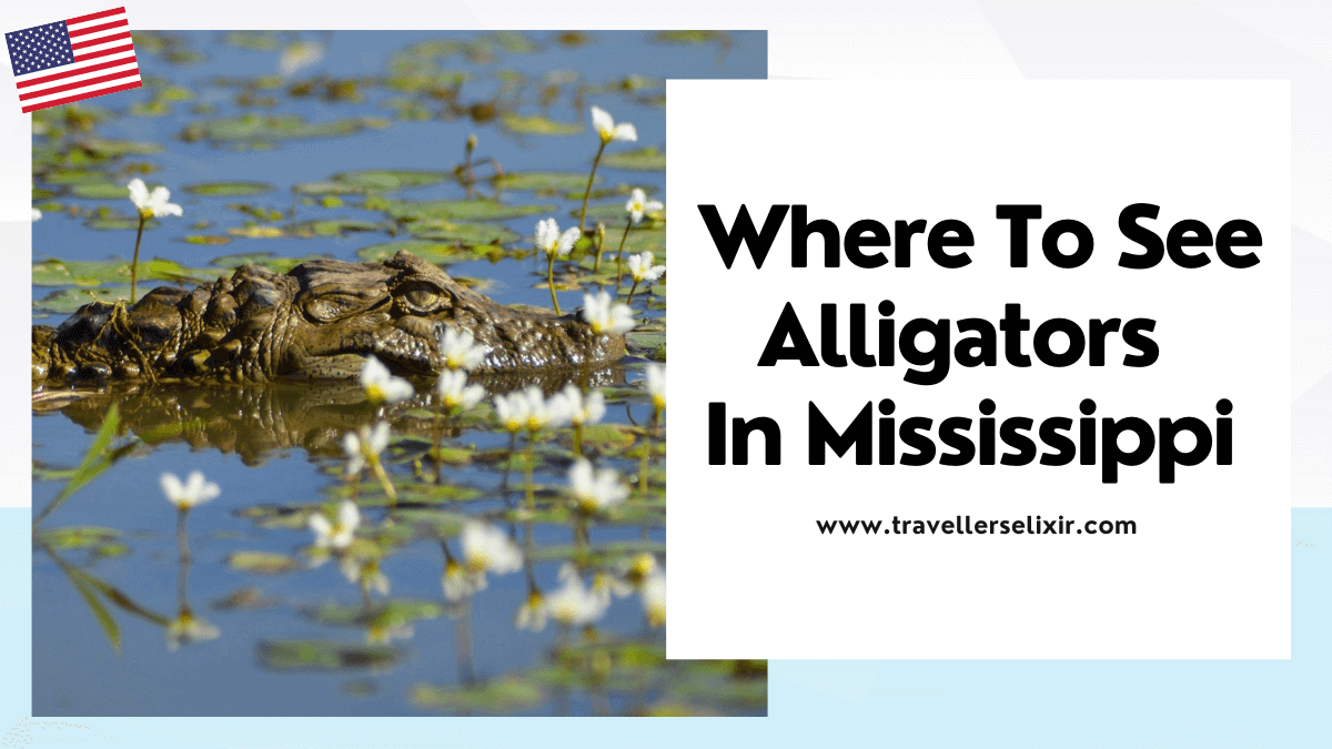 where to see alligators in Mississippi - featured image