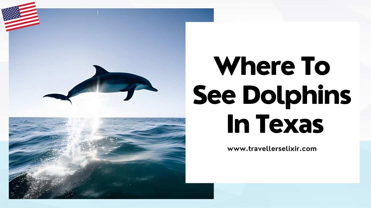 where to see dolphins in Texas - featured image