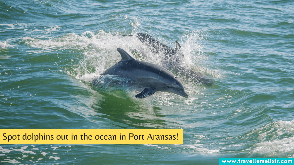 Revealed Best Places To See Dolphins In Texas