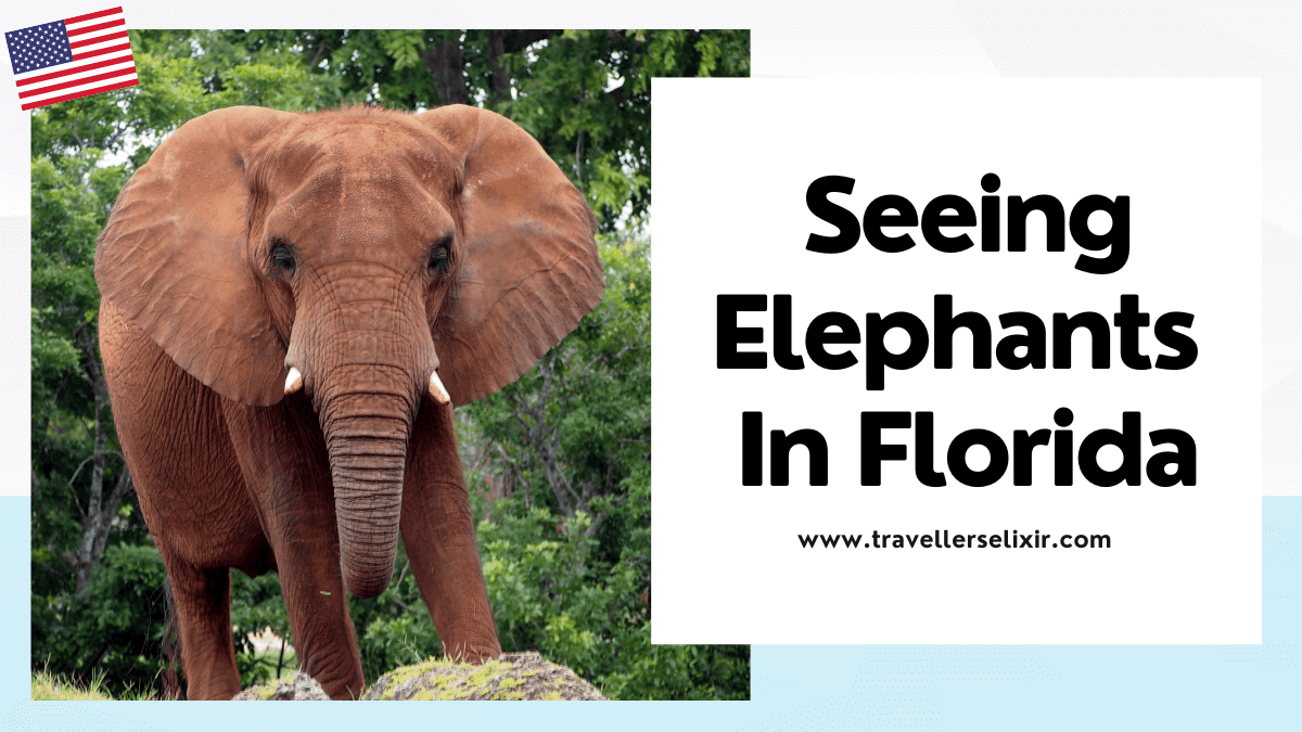 where to see elephants in Florida - featured image