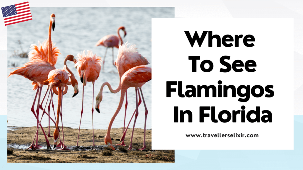 where to see flamingos in Florida featured image