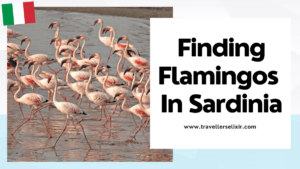 where to see flamingos in Sardinia - featured image