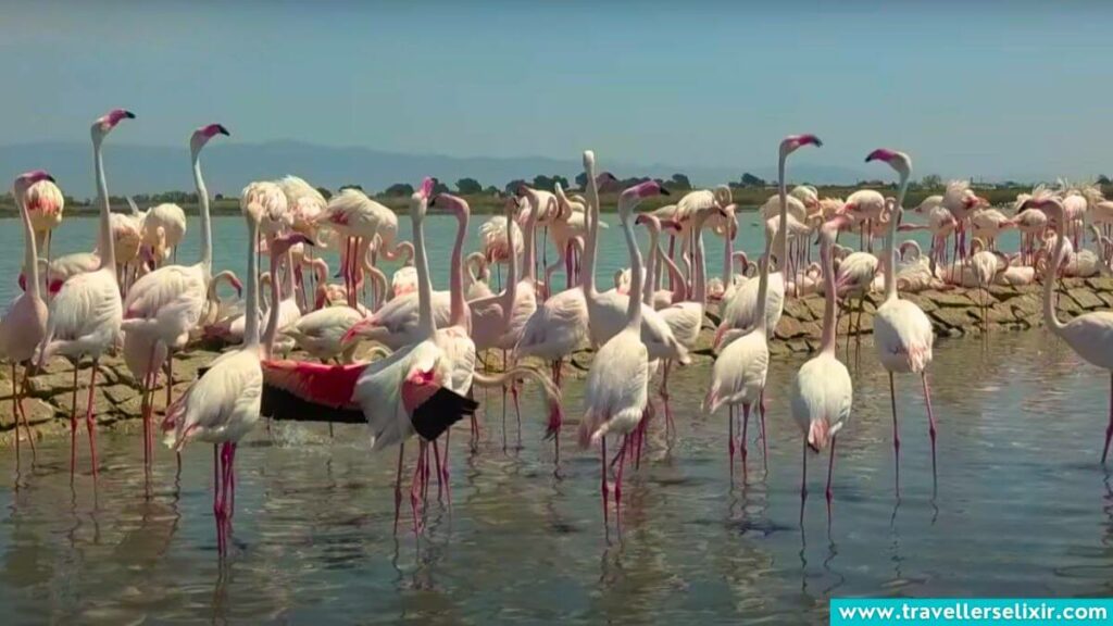 Flamingos in Sardinia