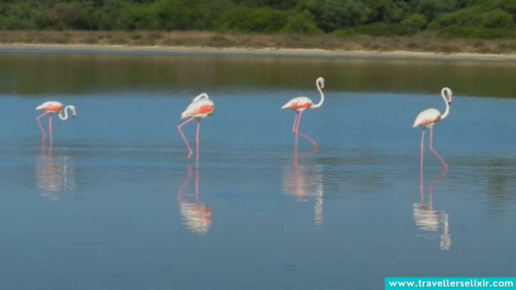 Flamingos in Sardinia