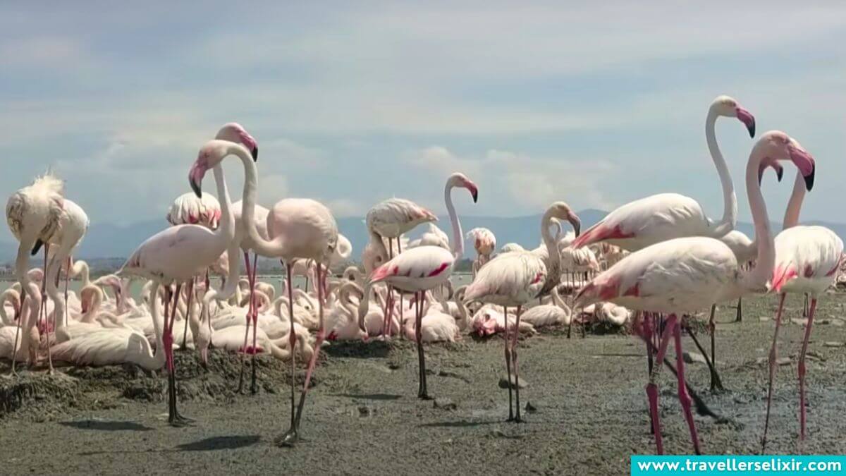 Where To See Flamingos In Sardinia - 2024 Guide