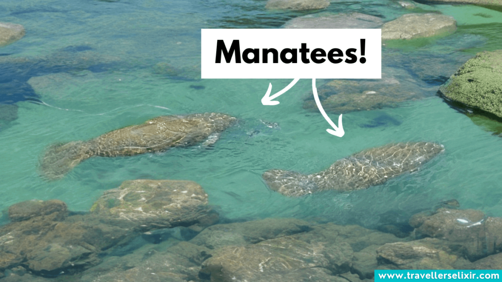 Manatees in Fort Lauderdale