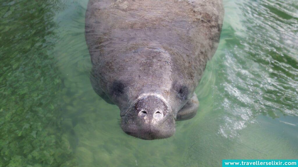 Manatee