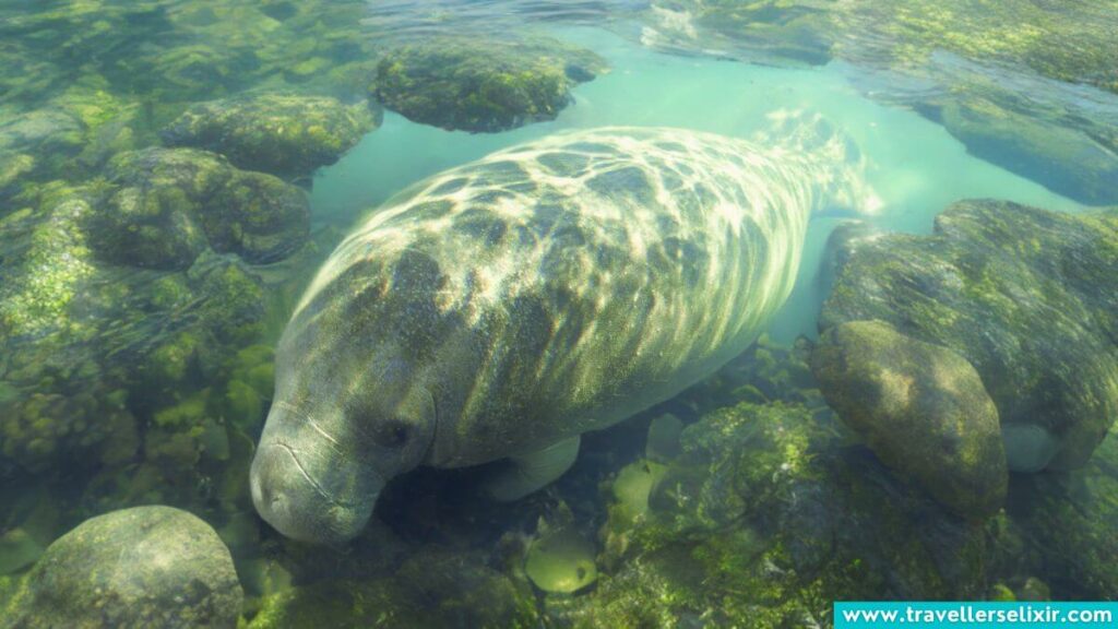 Manatees in Puerto Rico