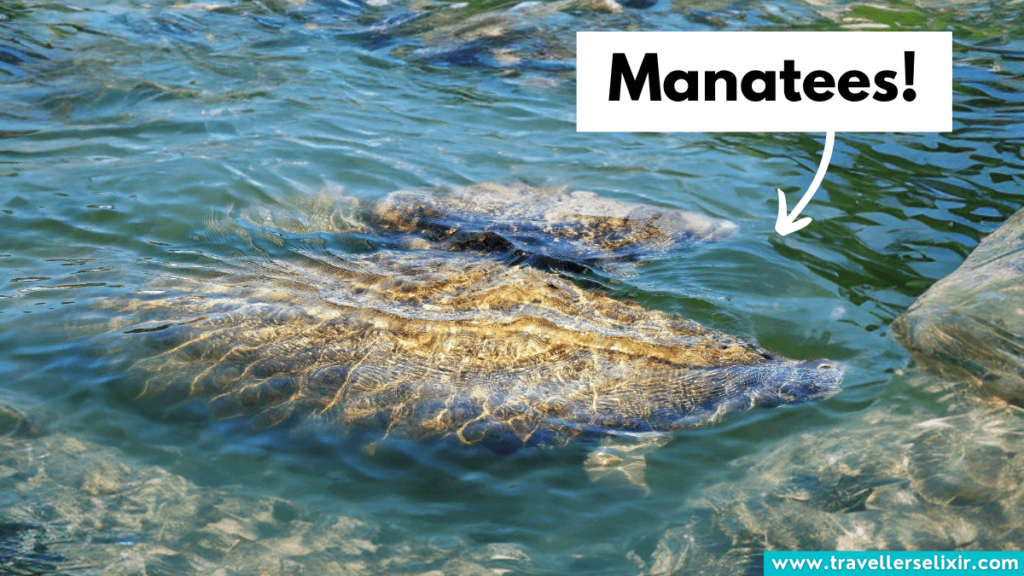 Manatees in Key West