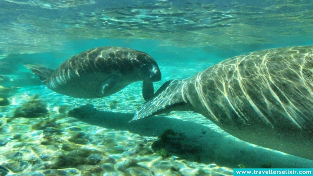 Manatees in Key West