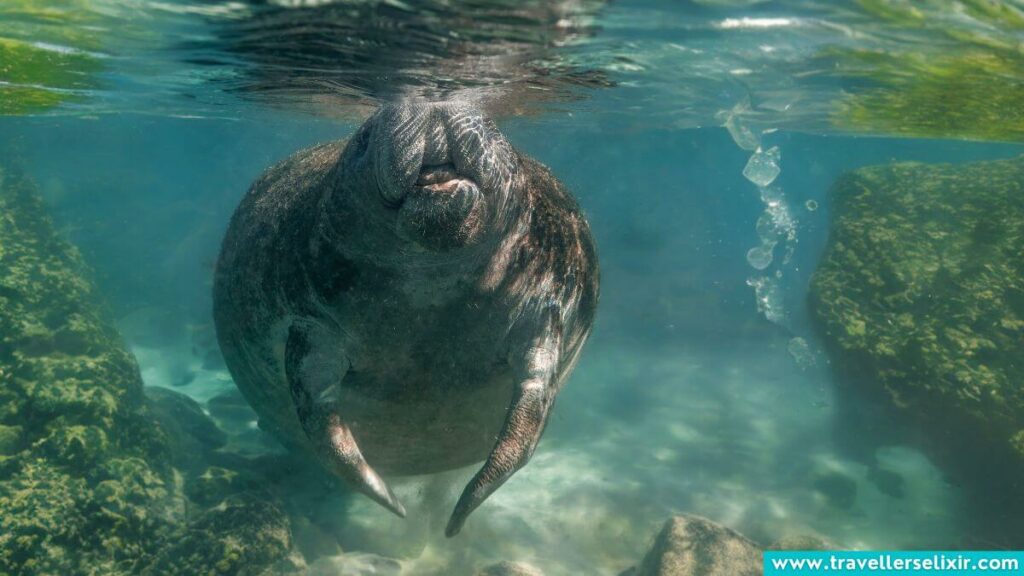 Manatees in Puerto Rico