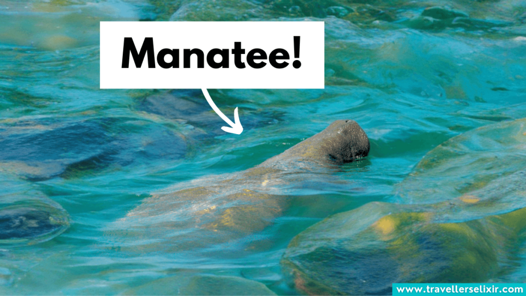 Manatee in Miami