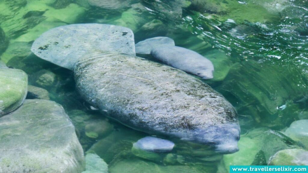 Manatees in Miami