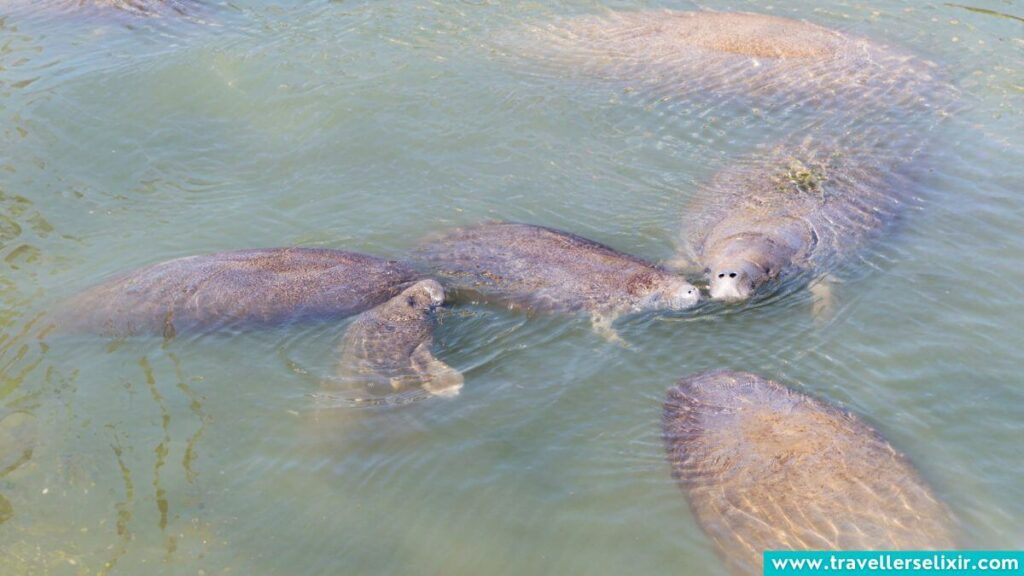 Manatees in Puerto Rico