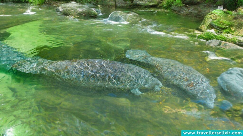 Manatees in Sarasota