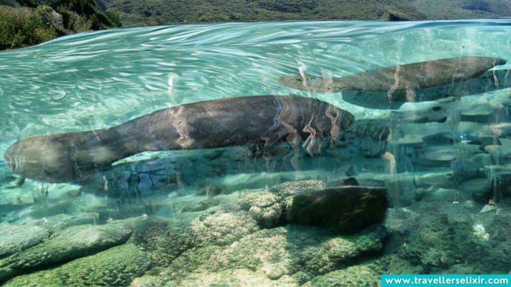 Manatees in Sarasota