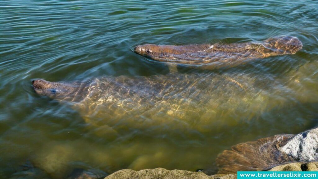 Manatees in Marco Island