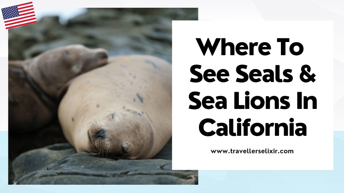 Where to see seals & sea lions in California - featured image