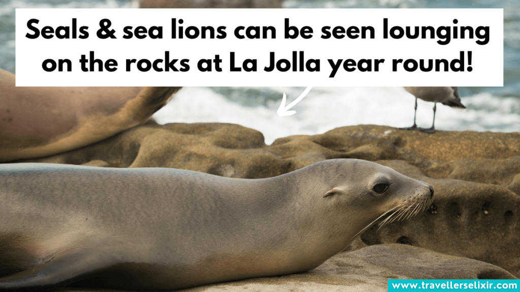 Seals and sea lions of La Jolla.
