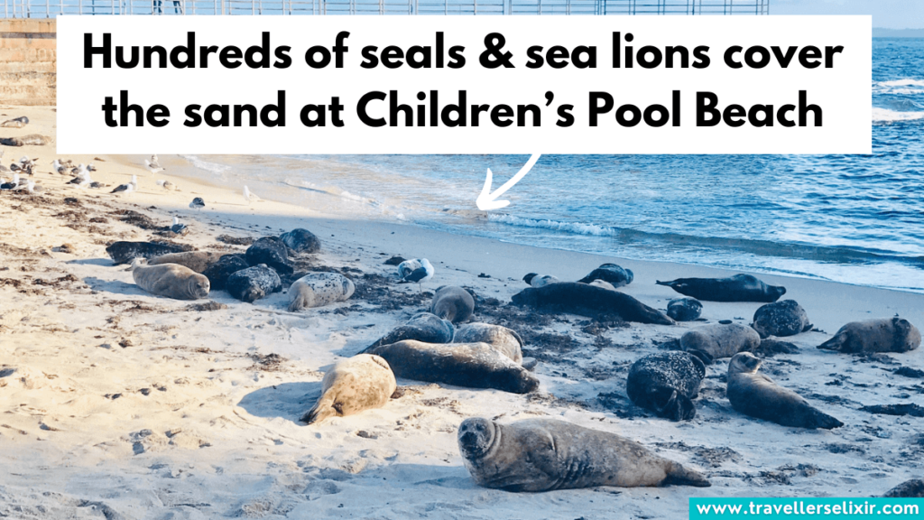 Seals and sea lions at Children’s Pool Beach, La Jolla.